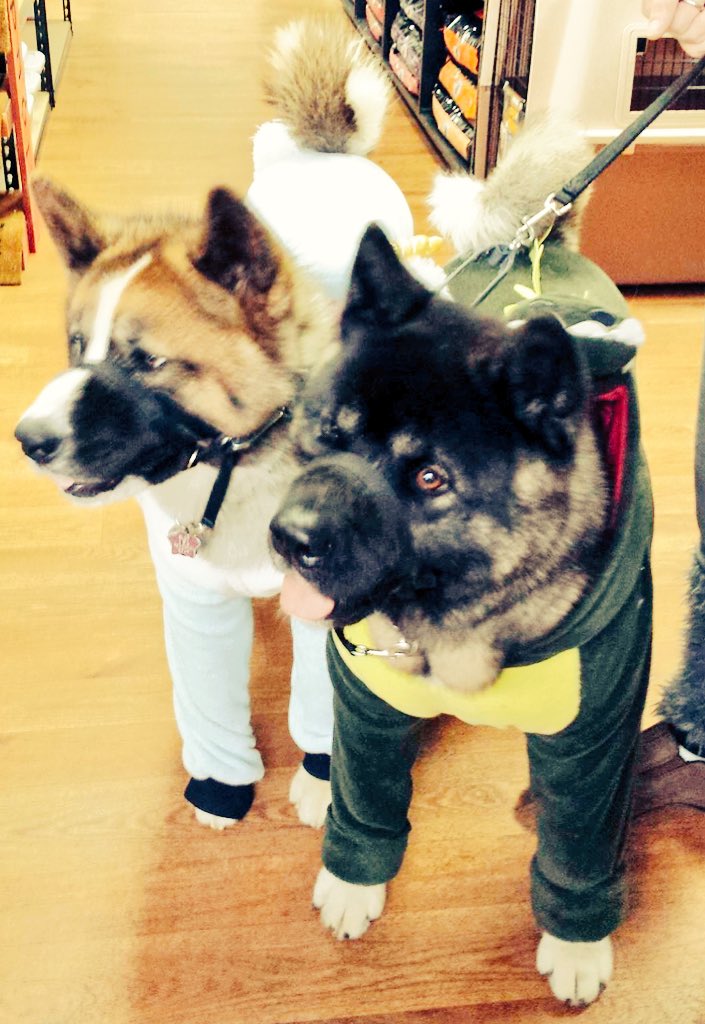 jillamclellan's tweet photo. #halloween2015 #puppylove #repyourwoof we had a transformer, koala , dragon , unicorn , deer , & wolf <3 #furfamily https://t.co/ATJZA0r4lb