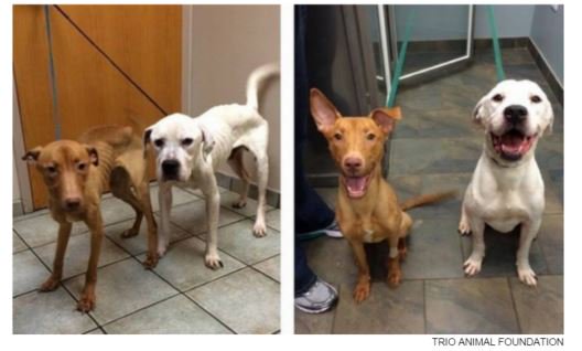 Shelter #dogs waiting for #adoption: 11 powerful photos |#HeartStrings #AdoptdontShop <a href="/HLNtv/">HLN</a> ow.ly/UcwjK