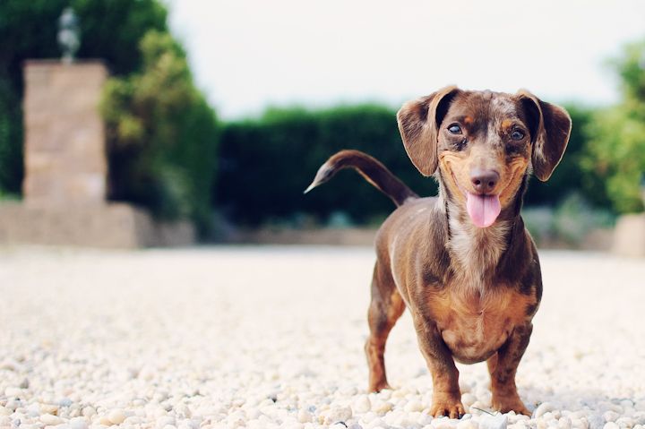 RuffLoveShop's tweet photo. Happy #TongueOutTuesday @EcoCoolDog @Doggy_Lair @FamilyDogLovers @PUPPlES @iStillLoveDogs https://t.co/e5aEKFGMU2 https://t.co/C2sRczV4GR