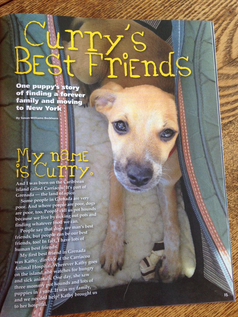suebeckhorn's tweet photo. My Caribbean pot hound, Curry, made it into the new Jack &amp; Jill mag! #pothounds #CarriacouVet https://t.co/XMCKNgsrKA