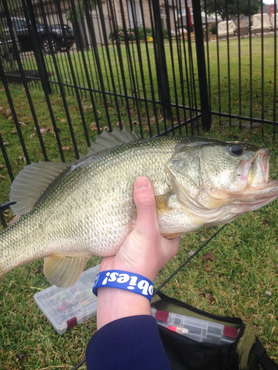 SeanPerso's tweet photo. Caught this hog this weekend! @LivingstonLures @LuckyTackleBox #LTB #LivinstonLures #Divemaster14 https://t.co/EWKaOX0Vmq
