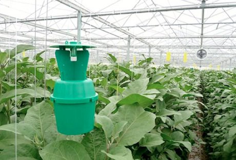 hortidaily's tweet photo. New research aims at better biological control of plant bugs
https://t.co/DckWnwySer https://t.co/nJPFxSeCaV