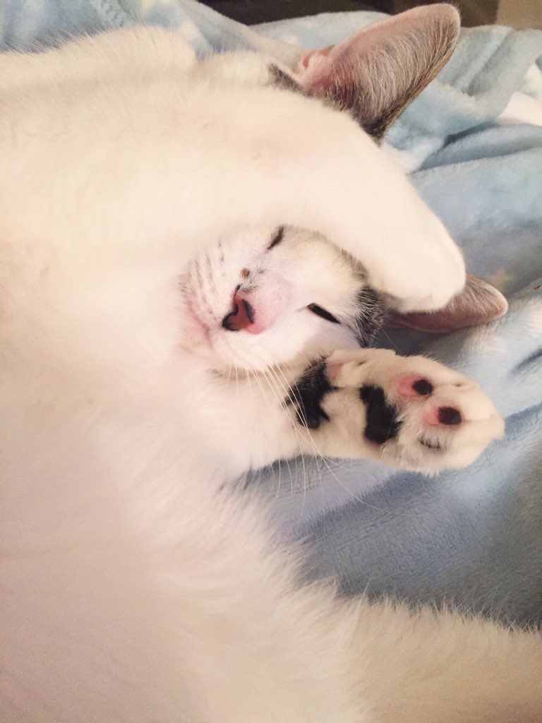 BritzCatz's tweet photo. When ur alarm goes off but you're not ready to wake up right meow 😺😴💤  #sleepy #CatsOfTwitter https://t.co/WBMFLD0gdN