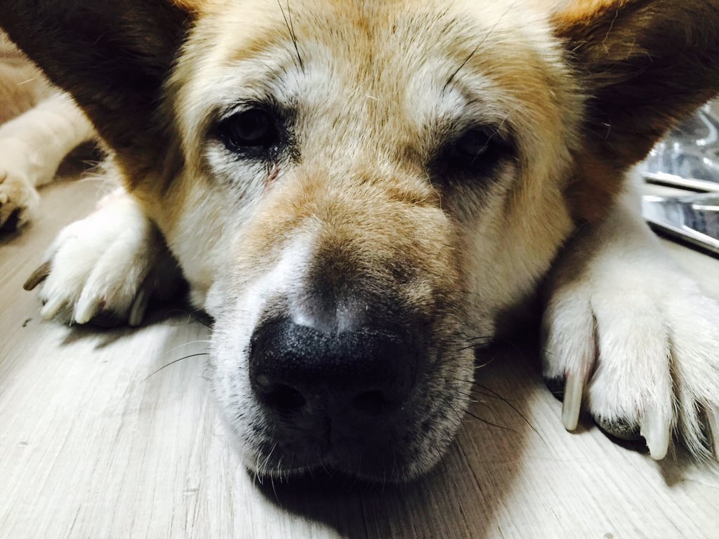 Mr_NJones's tweet photo. Today we lost a member of our family. We will all miss you Kimi and we will remember you forever #ripkimi https://t.co/Mja5vCUDUB
