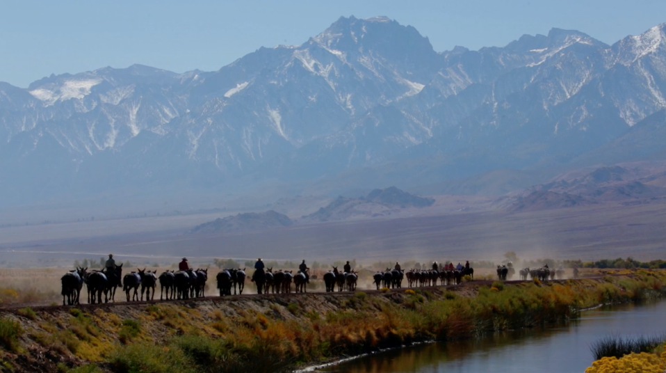 Onehundredmules's tweet photo. #100MULES WALKING THE LOS ANGELES AQUEDUCT Artist Cut screening on 11/5 @VidiotsVideoLA Tix: https://t.co/r0ECZLCaO1 https://t.co/4h6x60Y3Xj
