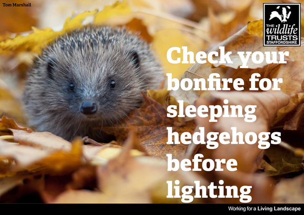 Don't forget to check your bonfire for hedgehogs! Please help spread the word #hedgehogs