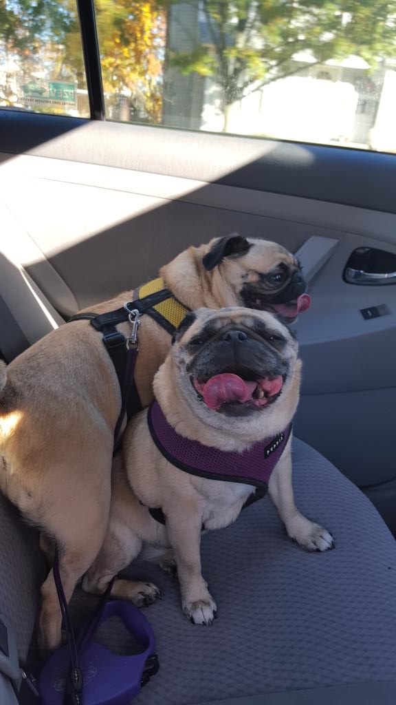 CookNBeans's tweet photo. #toungeouttuesday https://t.co/VziVkHawBC