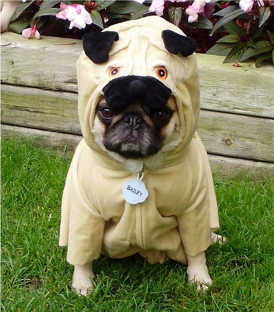 calwalksdogs4u's tweet photo. PUG DRESSED AS A PUG https://t.co/2i2fMci6oG