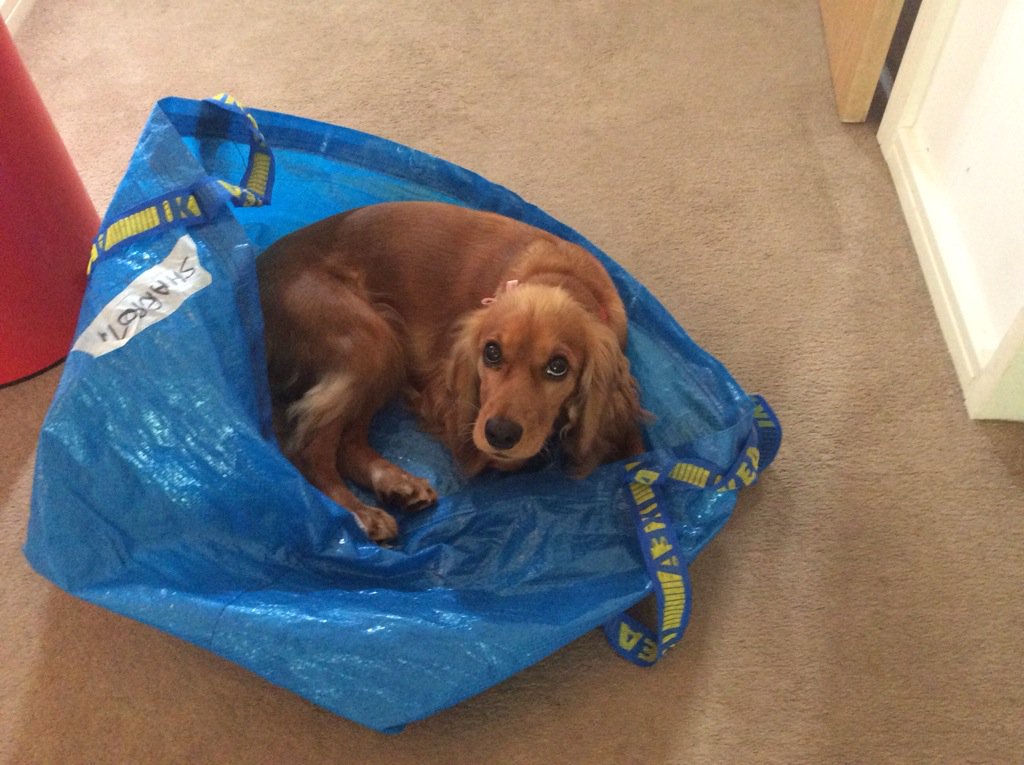 PrincessRezbold's tweet photo. If only she was as sweet as she looks! Hmmmmmmmmmmmmmmmmmmmmmmmm more chewing today https://t.co/PGeAfm1O6J