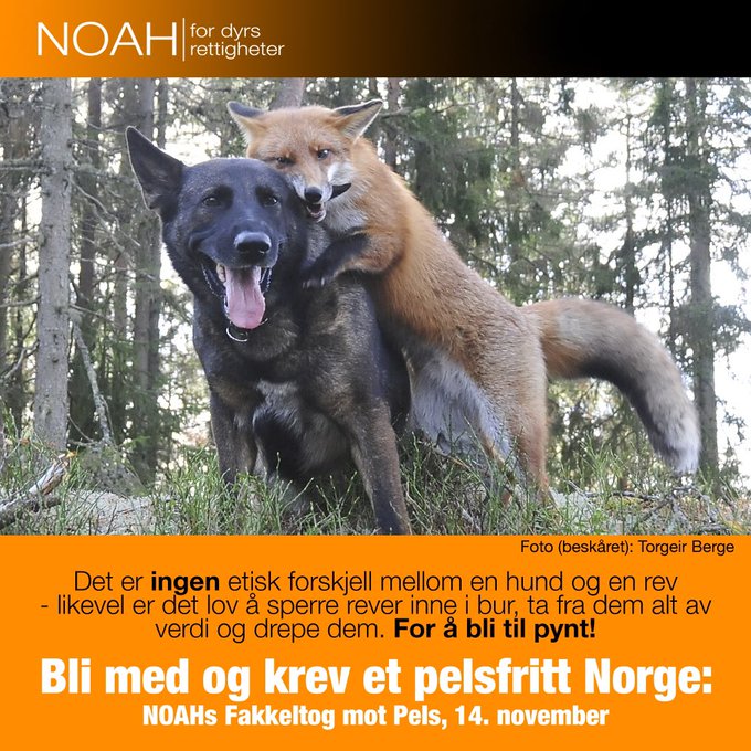 Pynte seg med dyrs lidelser er un&oslash;dvendig! Vis at du bryr deg,still opp i fakkeltoget 14november. Dyrsrettigheter