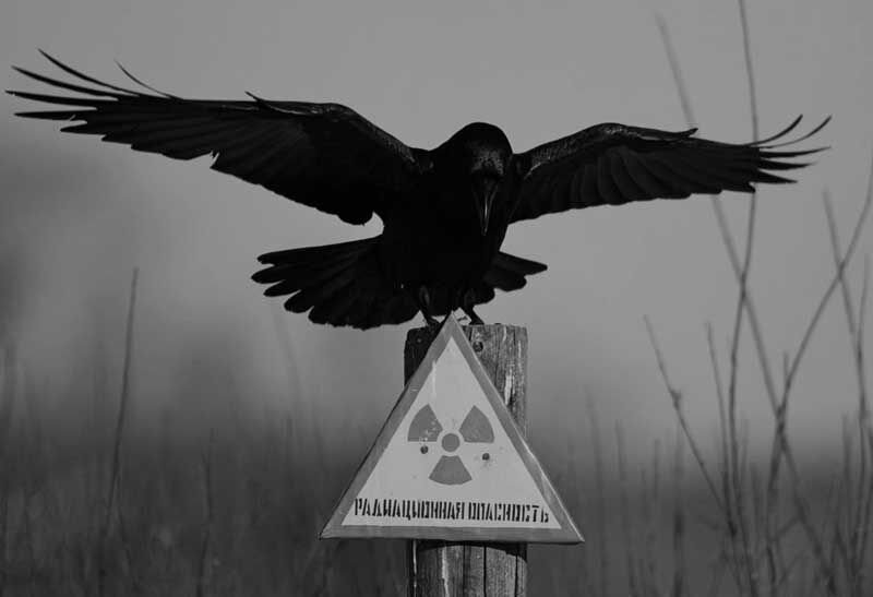 SBCROfficial's tweet photo. Watch where you step. #NuclearFuzz https://t.co/OqZLaHYgUH