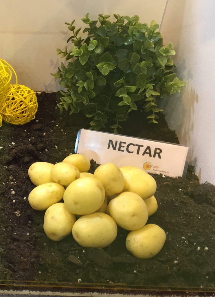PEPSURMARKETING's tweet photo. #Nectar Excelente #variedad de #patata para #prepacking https://t.co/86BSMxFokl