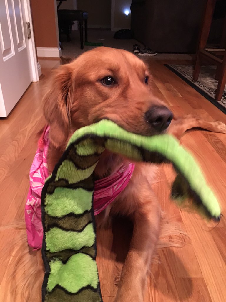 HaleyTheGolden's tweet photo. https://t.co/x5FIL20cKU