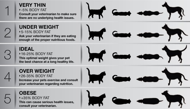PPPDenver's tweet photo. Where does your pet land on the chart? See your vet to make sure. https://t.co/azouKd1wY3