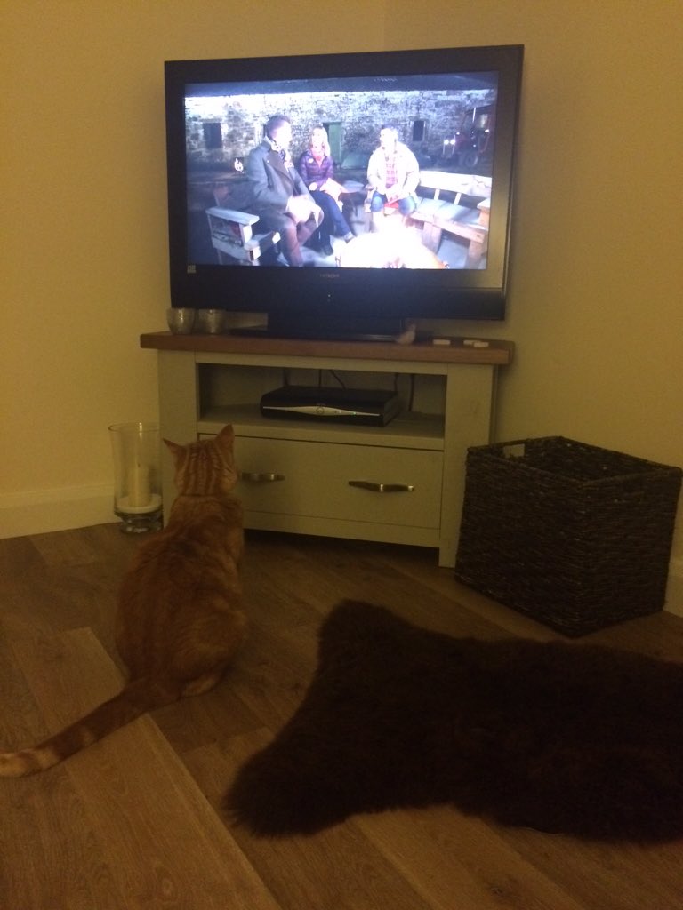 NewtoJohn's tweet photo. @BBCSpringwatch Rusty cat loving the show https://t.co/fN60fp55CO