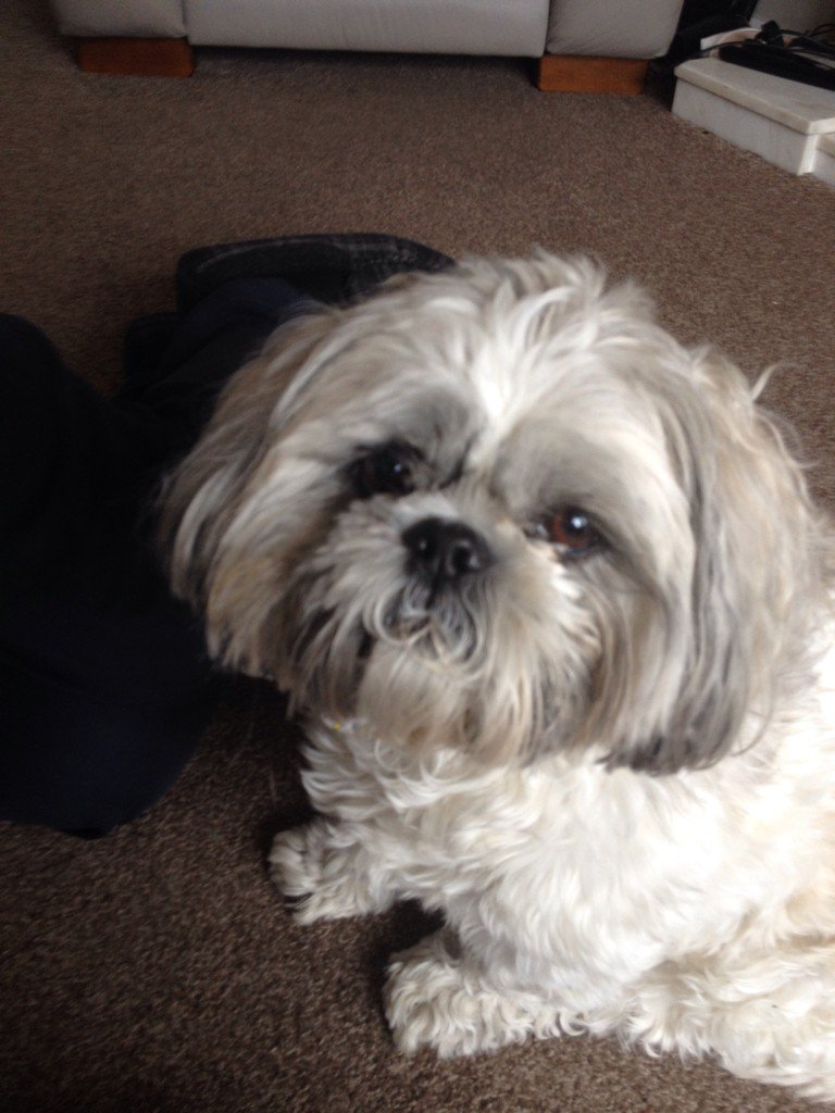 AngelaGorman2's tweet photo. If it's not my little girl crying outside the bathroom door it's my little puppy dog #ohtobeloved https://t.co/NBPc4ddGLv
