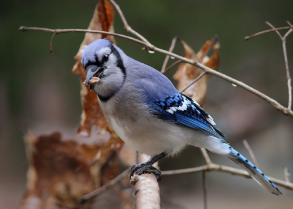 PenningtonBirds's tweet photo. November's Bird of the Month is the Jay! Jays love acorns which helped spread oak trees after the last glacial age! https://t.co/W01JQML2NE
