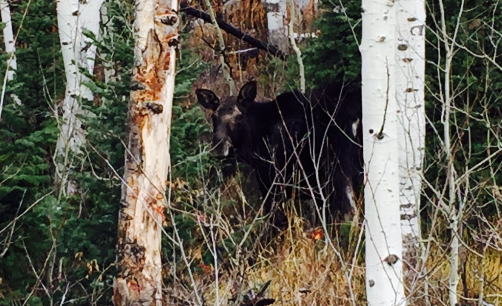 CurtistheWXDude's tweet photo. #GuardsmansPass closed for winter season to cars but still open for moose https://t.co/6sxwt89LlU