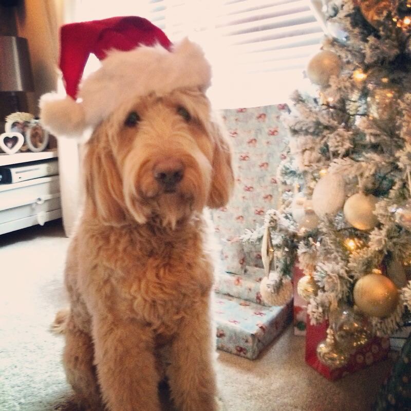 garyfulker23's tweet photo. Words cannot describe how much we love Our best friend, Please get better, #prayforbertie https://t.co/jwdwggcTnG
