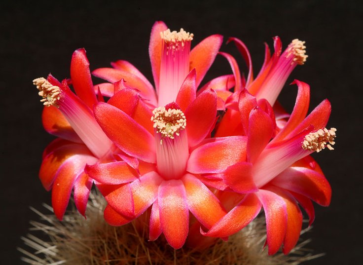 CactusDelMundo's tweet photo. Follow us to see the most beautiful cactus in the world #photography#iphone#globalwarming#4change https://t.co/D2mjEhqp2d