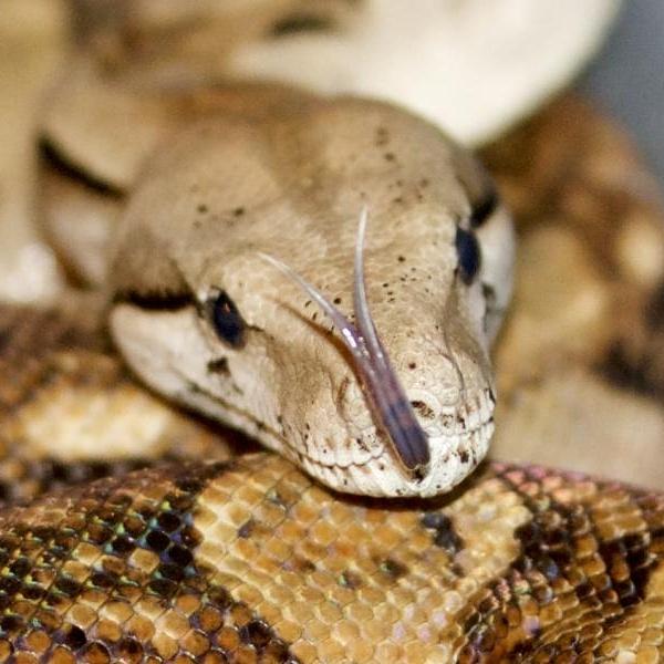 ReptileInsider1's tweet photo. #tongueouttuesday 
#boa #redtailboa #boamorph #python #reptile #reptileinsider #carpetpython #ballpython #retic https://t.co/br4KSJffDt