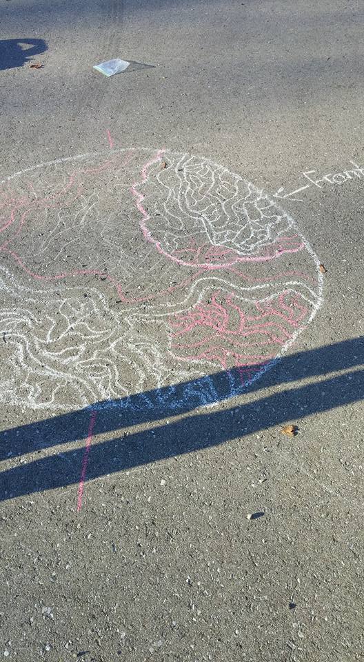 RoomOne2's tweet photo. #brainscience the explanations were great! #concepts #humanbody #outdooreducation @NewDundeePublic @wrdsb https://t.co/6mFzm8oWhe