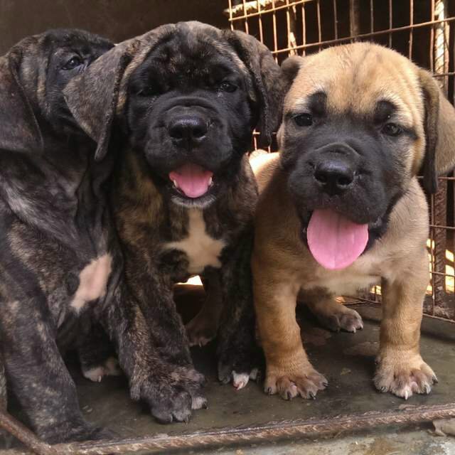 akinbotobi24's tweet photo. Pedigree male and female boerboel puppy for sale https://t.co/iRnic8qX9V