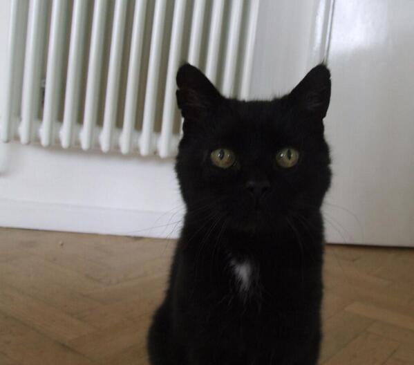 MYSADCAT's tweet photo. My cat is sad because he can't get the song 'Autoglass Repair, Autoglass Replace' out of his head. https://t.co/MhBdrVLobg