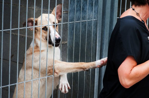 LaVanguardia's tweet photo. En las protectoras españolas viven al menos 20.000 perros adoptables https://t.co/uKGGt6EQ0g  #AdoptaNocompres https://t.co/7kUP06DCeC