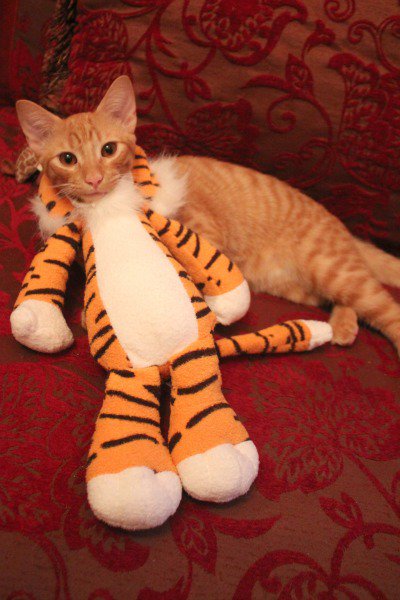 operationcatnip's tweet image. Worst cat costumes 2015 #operationcatnip