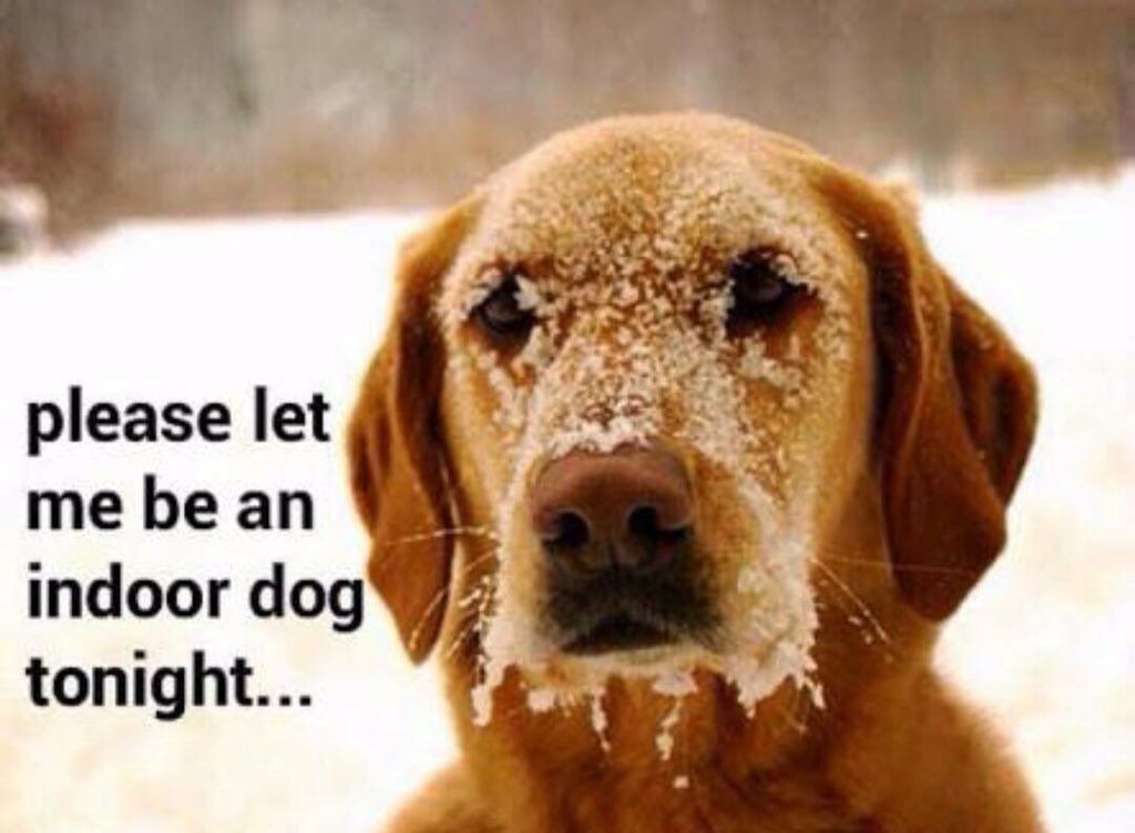 nmkamel's tweet photo. If you are cold they are cold. Bring your pets inside https://t.co/0iiPTr4UVR