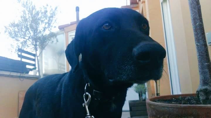 Nines35gm's tweet photo. 232 DIAS SIN EL.. DONDE ESTA? PUEDE ESTAR EN CUALQUIERA SITIO DE ESPAÑA
#PERDIDO EN#VALDEPEÑAS(C.REAL) AYUDANOS XFV! https://t.co/weNbd26Ss6
