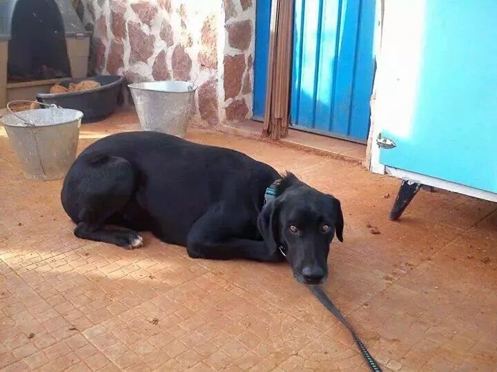 Nines35gm's tweet photo. 232 DIAS SIN EL.. DONDE ESTA? PUEDE ESTAR EN CUALQUIERA SITIO DE ESPAÑA
#PERDIDO EN#VALDEPEÑAS(C.REAL) AYUDANOS XFV! https://t.co/weNbd26Ss6