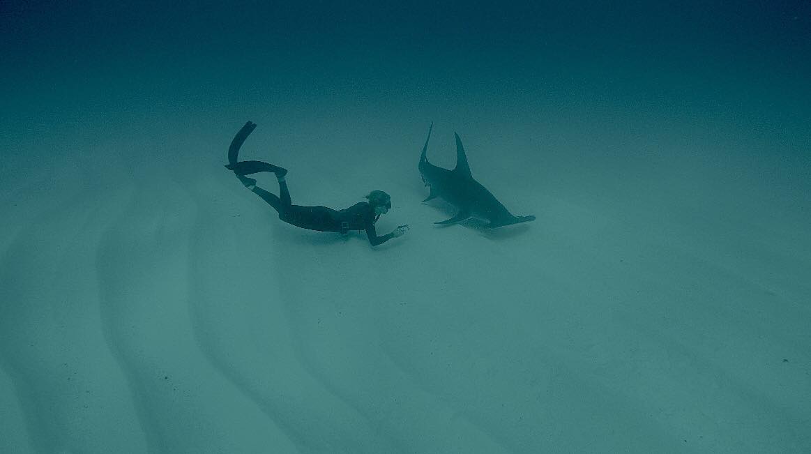 Sharks4Kids's tweet photo. #SharkPoop is pretty amazing! Learn more in our blog featuring @judithbakker2 https://t.co/vjVd0ESQnt https://t.co/LewydgPMiM