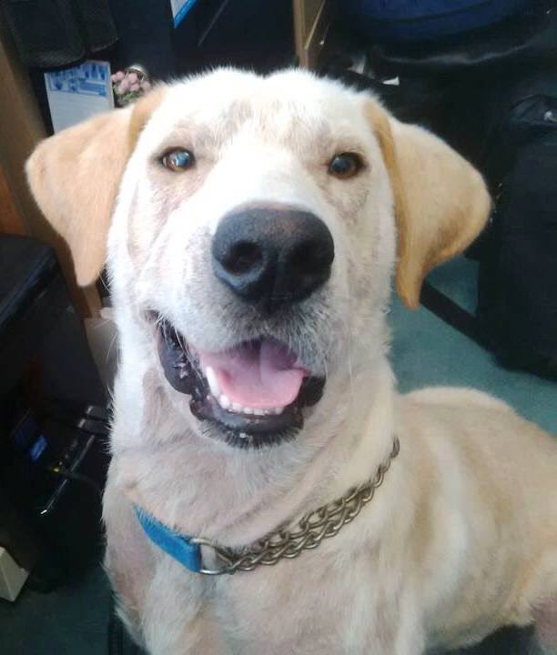 TUNE IN: Tonight to see Louie on <a href="/CP24AHC/">Animal House Calls</a> at 7! He's even bringing a special guest from <a href="/BeachAnimalHosp/">BeachesAnimalHosp</a> 🐶📺