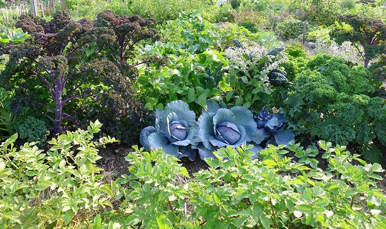 rusticviewgarde's tweet photo. Keep the soil around your evergreens moist.

#NovemberTips #Gardening https://t.co/K10MpKYhBl