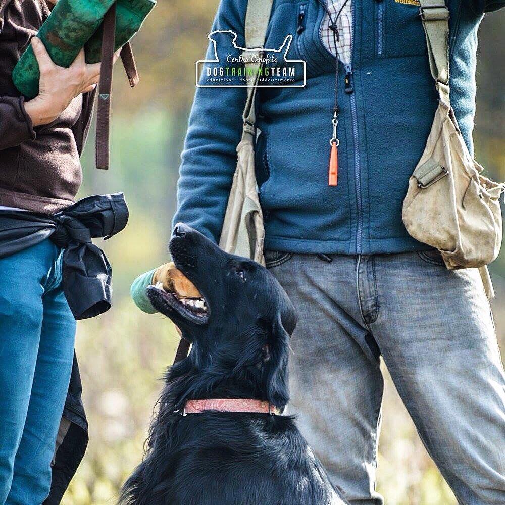 DogTrainingTeam's tweet photo. #Retrievers al lavoro: Jack durante il corso introduttivo al #riporto sportivo https://t.co/eY4PYwPBME