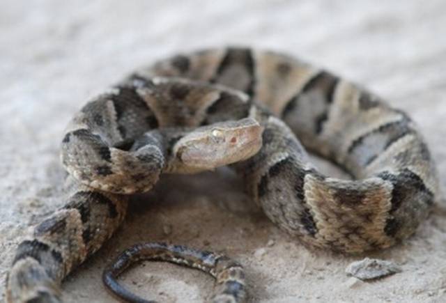PanamaAmerica's tweet photo. #InteresantePA Bebé de año y cinco meses mata a mordiscos a serpiente en Brasil.
https://t.co/9PIixhjlhi https://t.co/BwRQiGw3N7