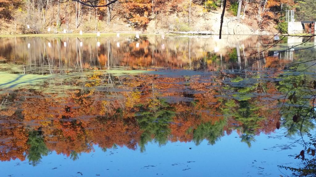 sha_mca's tweet photo. Look down to look up.. #nashuariver #minefallspark #nhfoliage @VisitNH @SurfSkiWxMan @DanielleVollmar https://t.co/puYHJ3ZynX