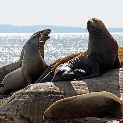 beachsidesuites's tweet photo. Bitch, bitch, bitch! #sealions #whiteislets #sechelt #beachsidebythebay #travelbc https://t.co/IZwAUBNzc2