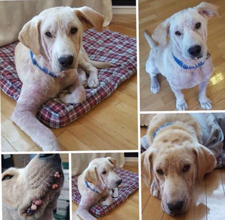 DONT FORGET: To tune in to <a href="/CP24AHC/">Animal House Calls</a> tonight at 7 to see Louis amazing transformation