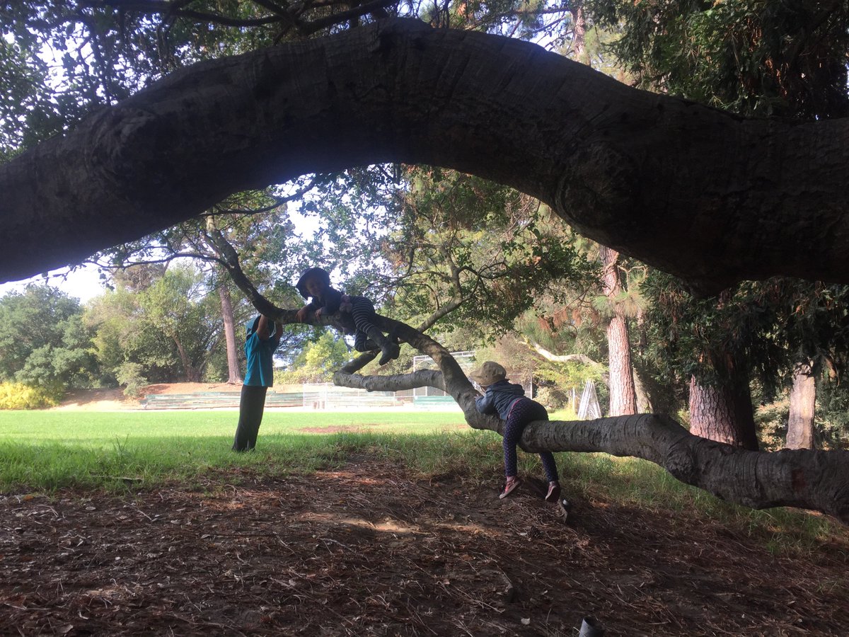 Berkeley_Forest tweet picture