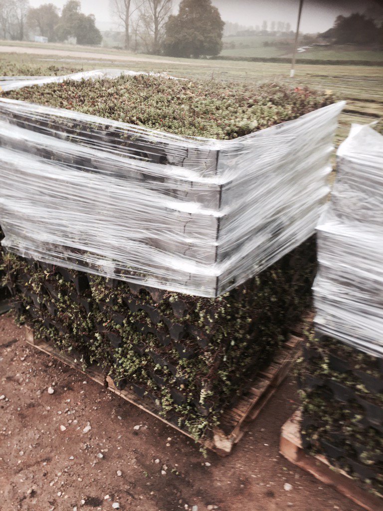 sedummodules's tweet image. Our beautiful English grown sedum in interlocking trays ready for collection. Ideal for contractors.