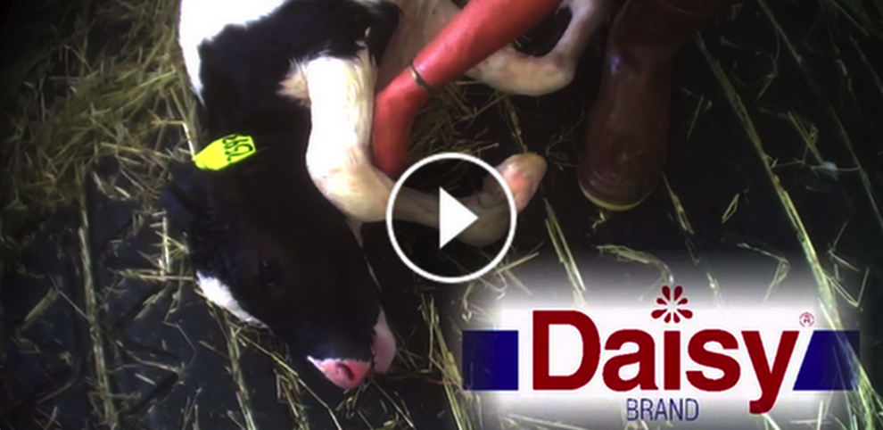 PETA_Latino's tweet photo. TESTIGO: Vacas dando a luz PINCHADAS en #DaisyFarms y MรS.
Esto es crema agria: https://t.co/3yIOM8YFsd https://t.co/FVva1PZqzr