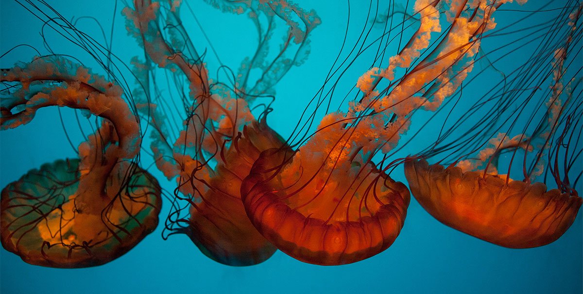 calacademy's tweet image. Psst: Happy #JellyfishDay, vertebrates! Raise your appendages if you wish you were this dreamy.