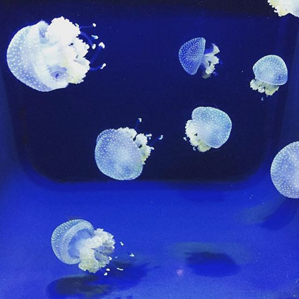 calacademy's tweet image. Psst: Happy #JellyfishDay, vertebrates! Raise your appendages if you wish you were this dreamy.