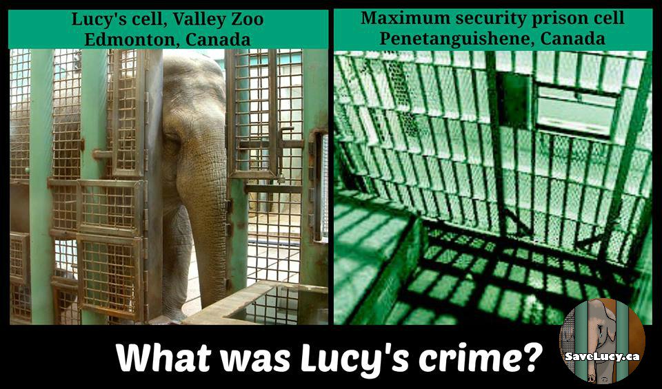 Friends_of_Lucy's tweet photo. .@doniveson .@CityofEdmonton What was Lucy's crime? 38 years behind bars #YEGZOO #YEG #BeHerVoice #AnimalPrison https://t.co/GUnytotbCX