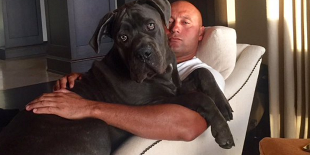 theScore's tweet photo. Derek Jeter has a dog.... and it is absolutely MASSIVE! https://t.co/Zyv7etJ9Ch https://t.co/S8avwNbfaU
