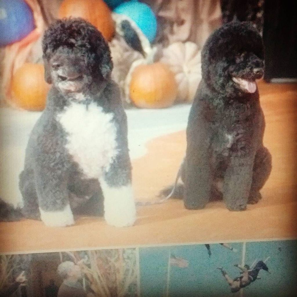 whphotos2013's tweet image. Squad goals. #BoAndSunny #whitehousephoto wh.4rum.eu