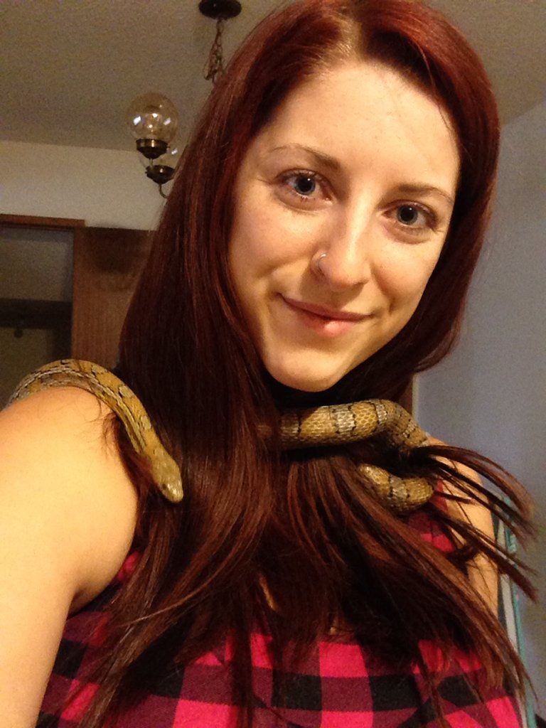 Cassifrass_3's tweet image. Fresh bedding and a little snake cuddles :D #snake #reptile #snakecuddles